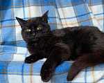Кошки в Москве: Роскошная черная кошечка Лилу в добрые руки Девочка, Бесплатно - фото 6