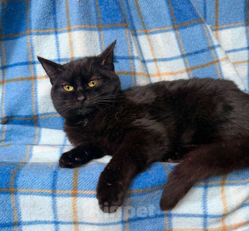 Кошки в Москве: Роскошная черная кошечка Лилу в добрые руки Девочка, Бесплатно - фото 6