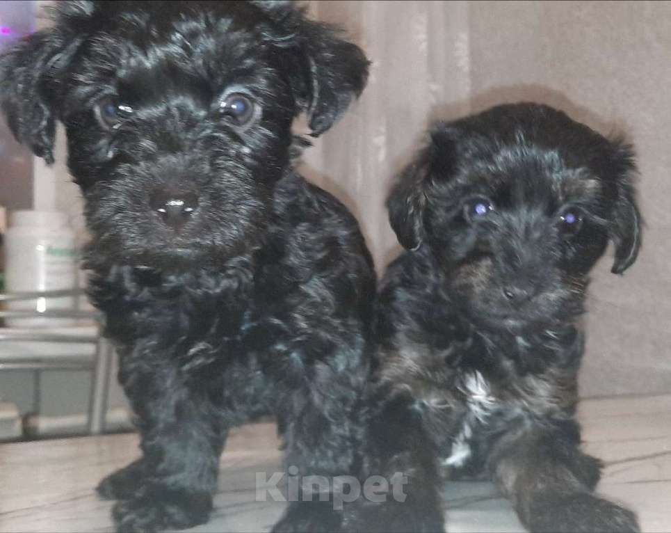 Собаки в Вышнем Волочке: Продажа щенка Девочка, 20 000 руб. - фото 3