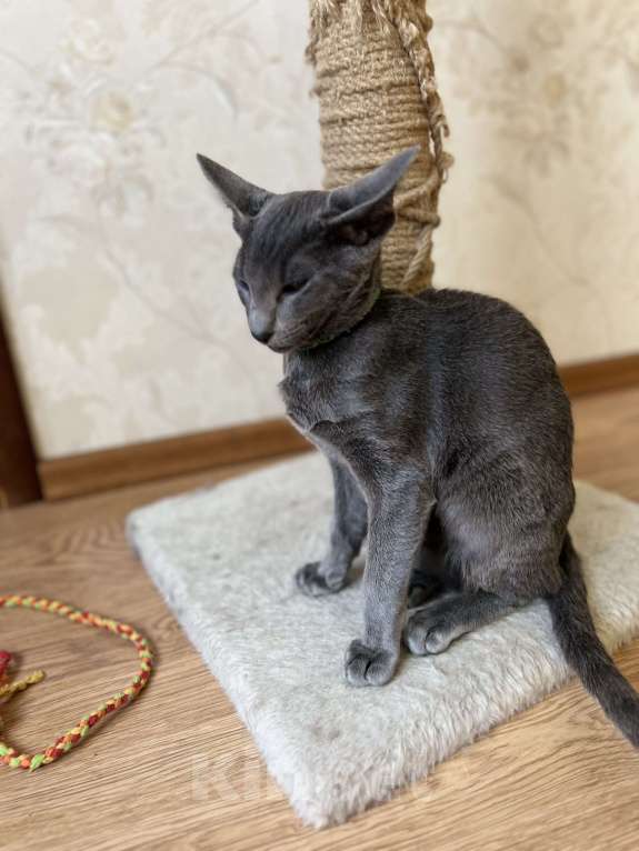 Кошки в Москве: Ориентальный мальчик Мальчик, 40 000 руб. - фото 2