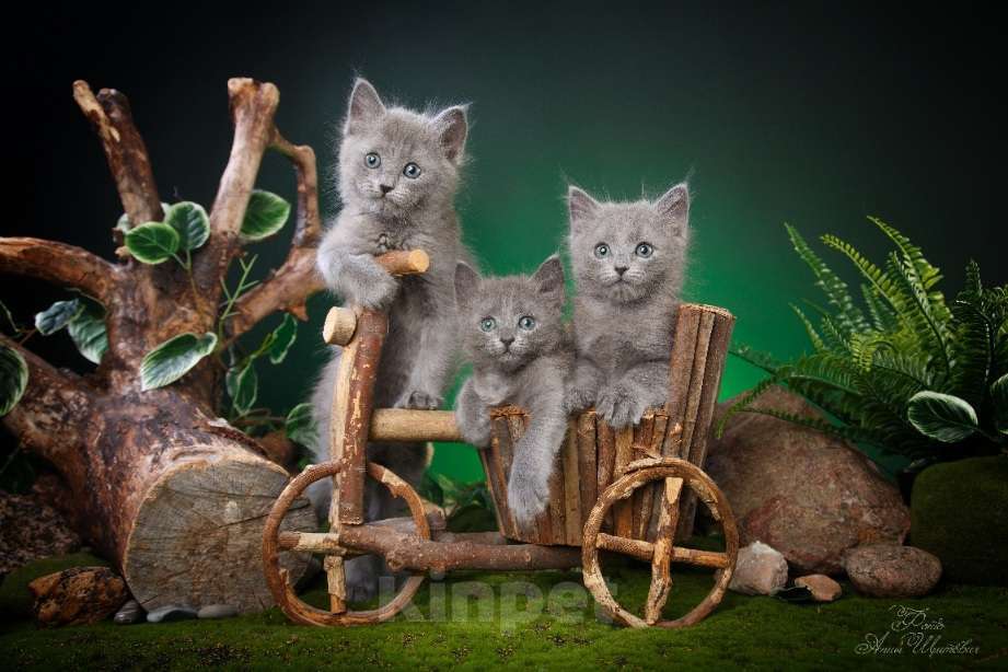 Кошки в Санкт-Петербурге: Котята нибелунги Девочка, 40 000 руб. - фото 6