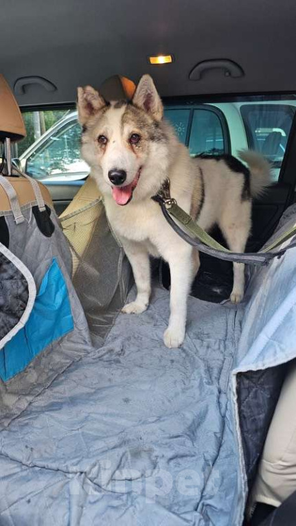 Собаки в Москве: Лайка Сема ищет дом Мальчик, Бесплатно - фото 2