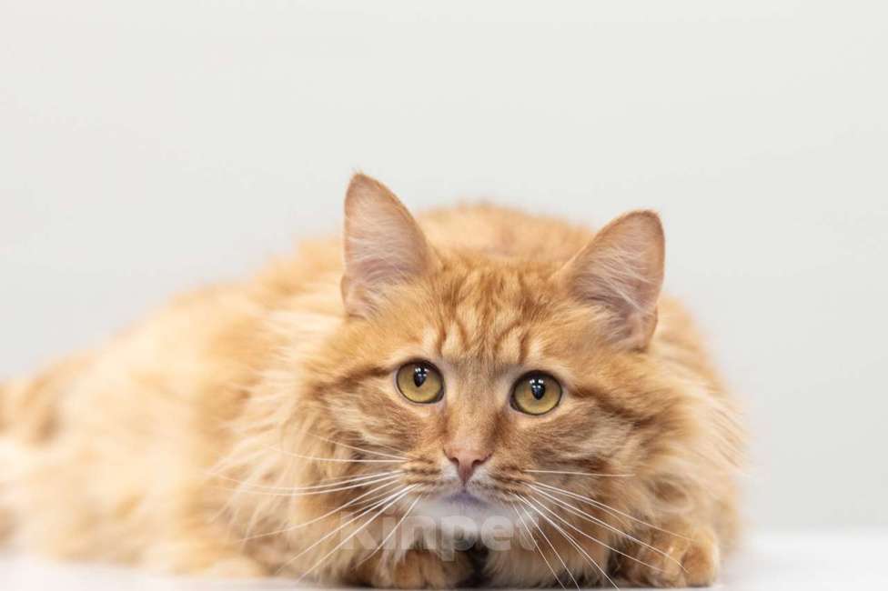 Кошки в Москве: кот Крыжовник в добрые руки Мальчик, Бесплатно - фото 9