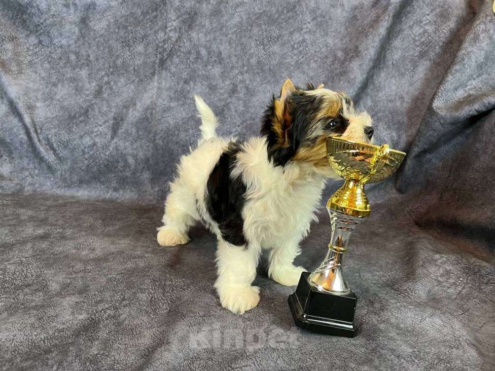 Собаки в Вологде: Очень красивый щенок бивер терьера VELVET ICE CREAM. Перспективный для выставок и разведения. Мальчик, 85 000 руб. - фото 2