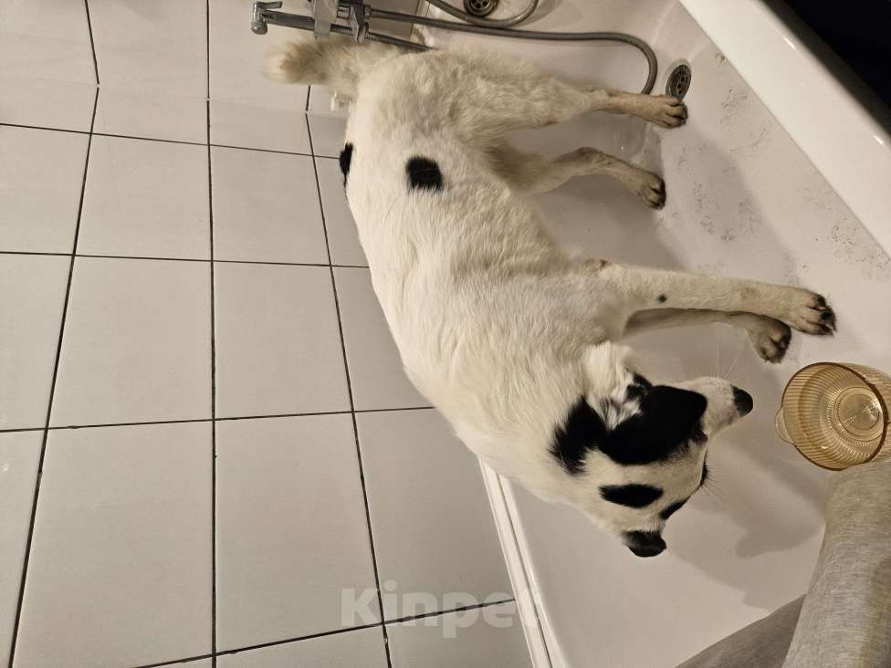 Собаки в других городах Ленинградской области: Найдена собака. Ленинградской область Девочка, Бесплатно - фото 3