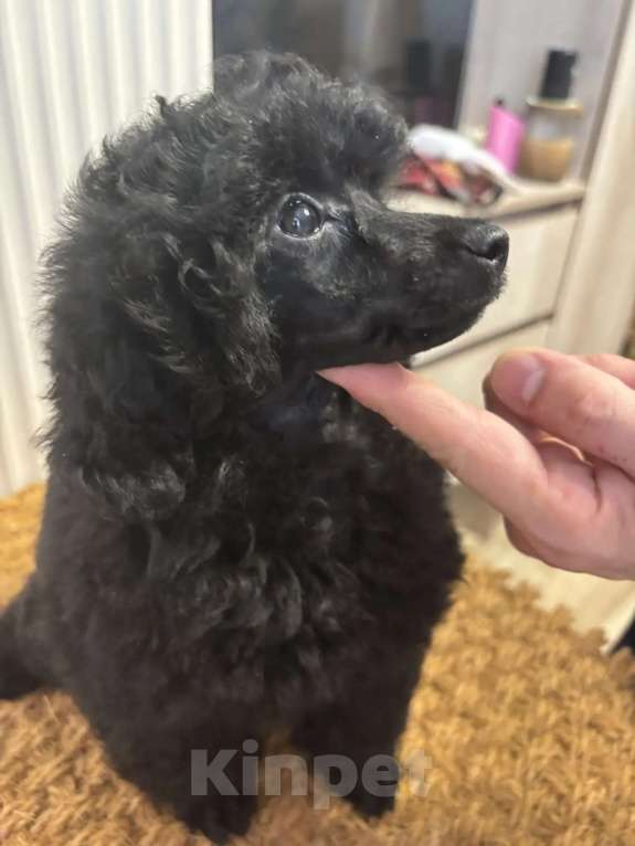 Собаки в Новороссийске: Черная той сука Девочка, Бесплатно - фото 1