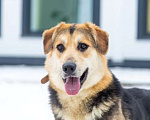Собаки в Москве: Бари срочно ищет дом Мальчик, Бесплатно - фото 1