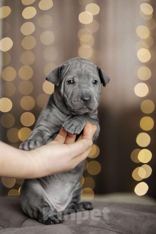 Собаки в Санкт-Петербурге: Тайский риджбек щенок Девочка, 140 000 руб. - фото 4