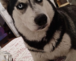 Собаки в Новокузнецке: Потерялся собака сибирский хаски Девочка, Бесплатно - фото 1