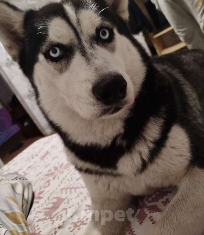 Собаки в Новокузнецке: Потерялся собака сибирский хаски Девочка, Бесплатно - фото 1