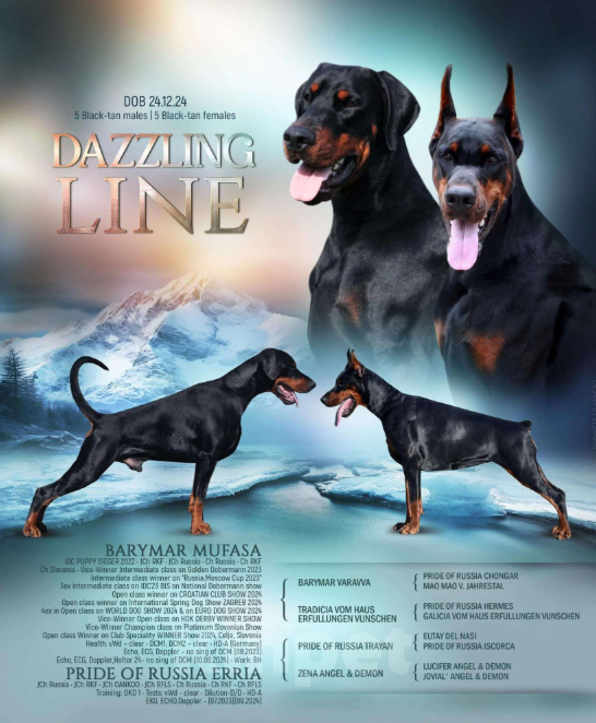 Собаки в Москве: Щенок добермана. Девочка. Питомник Ркф Девочка, 120 000 руб. - фото 6