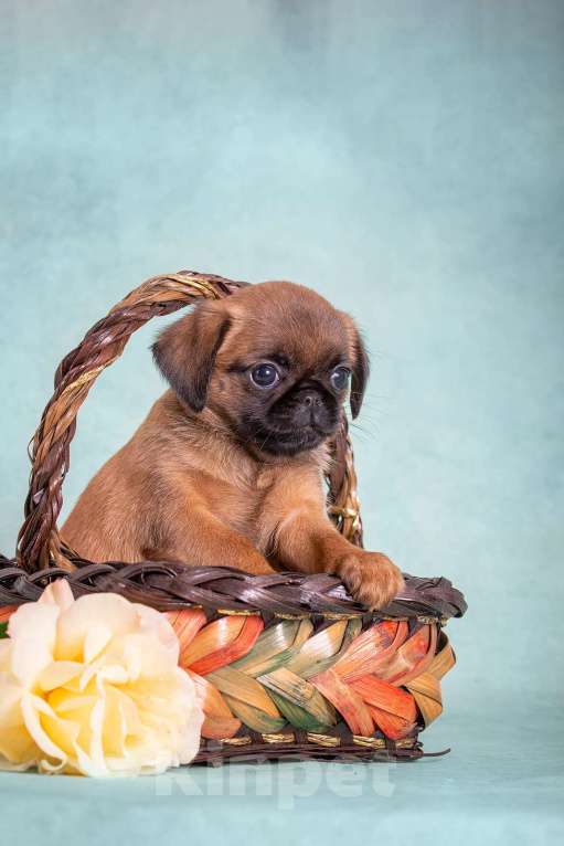 Собаки в Долгопрудном: Брабансон -девочка Девочка, 50 000 руб. - фото 2