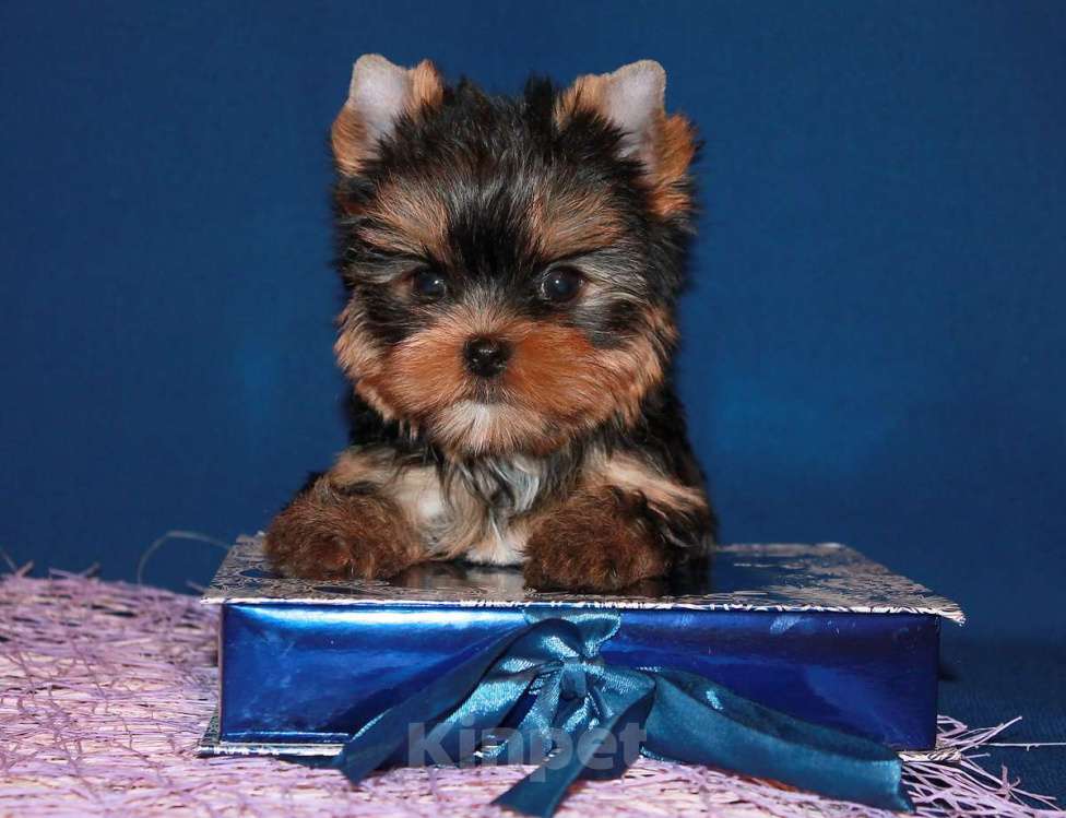 Собаки в Москве: Мальчик, мелкий стандарт, Блейк. Мальчик, 80 000 руб. - фото 2