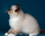 Кошки в Москве: Рэгдолл котята  Мальчик, 120 000 руб. - фото 3