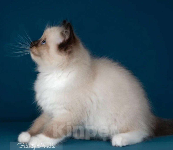 Кошки в Москве: Рэгдолл котята  Мальчик, 120 000 руб. - фото 3