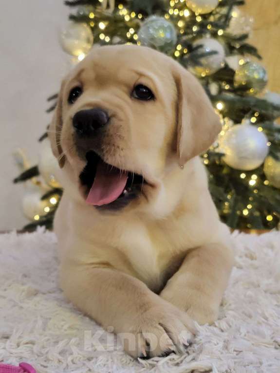 Собаки в Москве: Милые лабрадорчики Мальчик, 80 000 руб. - фото 2