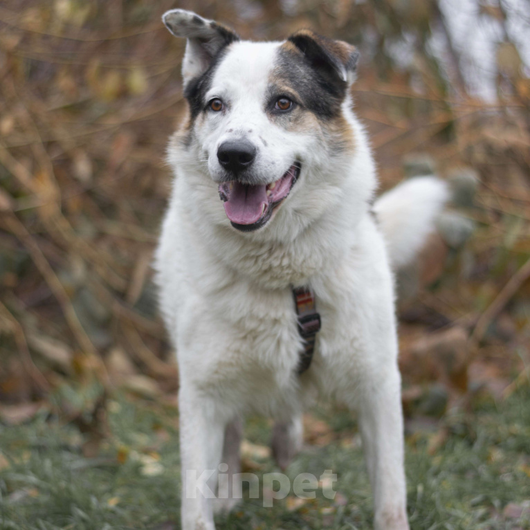 Собаки в Москве: Шегги Мальчик, Бесплатно - фото 2