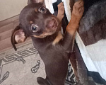 Собаки в Ступино: Шоколадное чудо, девочка  Девочка, 10 000 руб. - фото 2