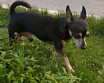 Собаки в Бийске: Той-терьер, Бесплатно - фото 5