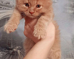 Кошки в Ливны: Мейн-кун, 25 000 руб. - фото 2