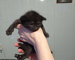 Кошки в Москве: Котята в добрые руки Мальчик, 1 руб. - фото 3