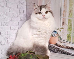 Кошки в Самаре: кот Кристал Мальчик, 15 000 руб. - фото 4