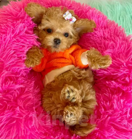 Собаки в Москве: Кавапу девчушка Девочка, Бесплатно - фото 1