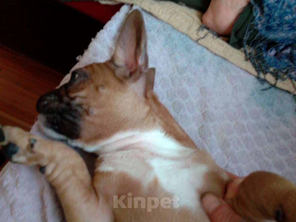 Собаки в Оренбурге: Остался один французик Мальчик, 60 000 руб. - фото 1