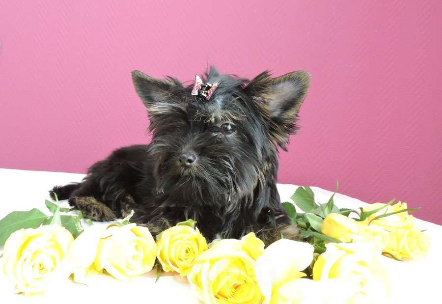 Собаки в Мытищах: Черный йорк девочка  мини Девочка, 25 000 руб. - фото 1