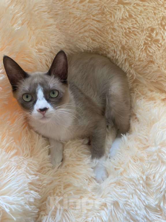 Кошки в Балашихе: Американский керл Мальчик, 15 000 руб. - фото 3