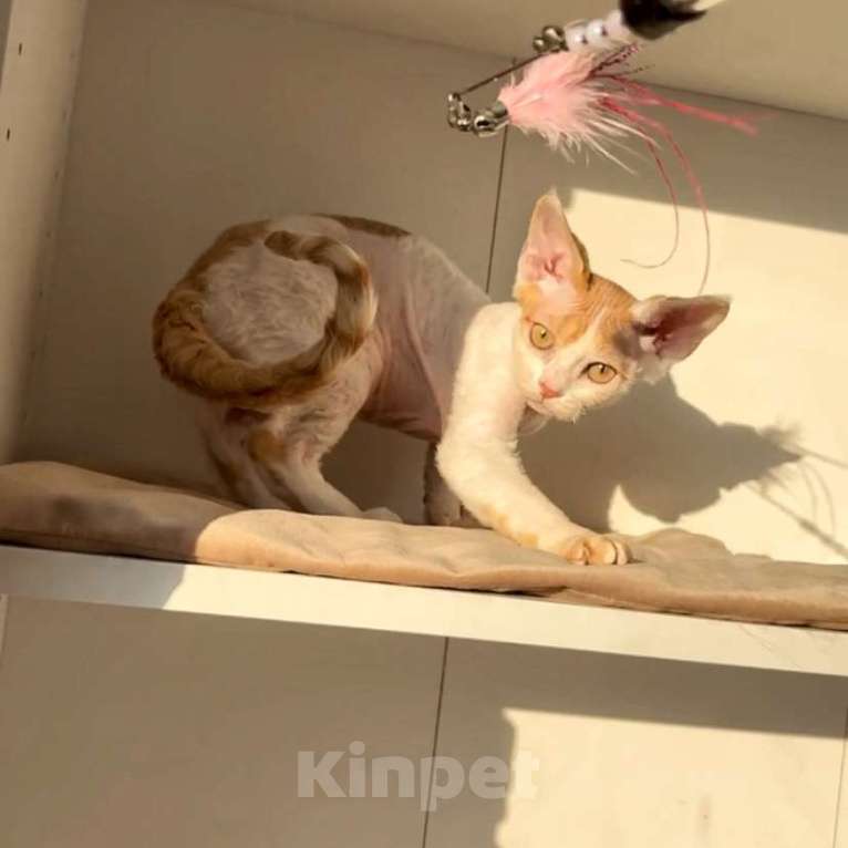 Кошки в Анапе: Девочка Девон Рекс Девочка, 55 000 руб. - фото 1