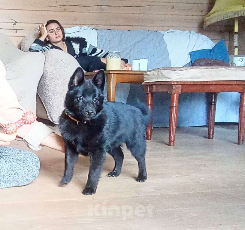 Собаки в Москве: Щенки шипперке ( схипперке) Девочка, 45 000 руб. - фото 1