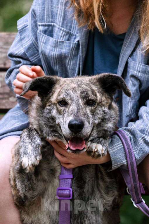 Собаки в Москве: Чудесная Верба ищет семью Девочка, Бесплатно - фото 9