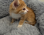 Кошки в Видном: Рыжий котёнок бесплатно Мальчик, Бесплатно - фото 2