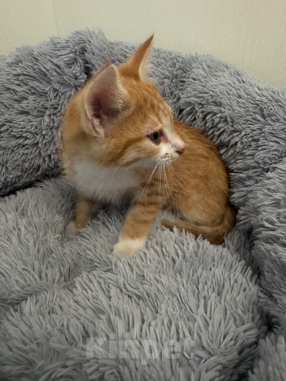 Кошки в Видном: Рыжий котёнок бесплатно Мальчик, Бесплатно - фото 2