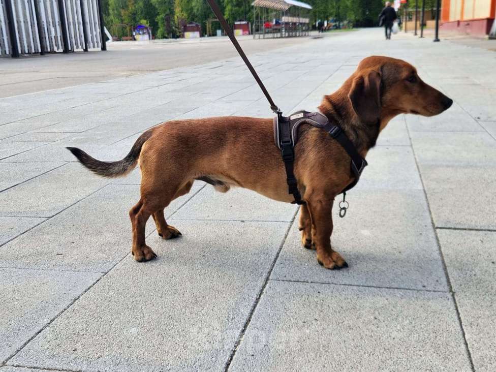 Собаки в Долгопрудном: Ищем невесту Мальчик, Бесплатно - фото 2