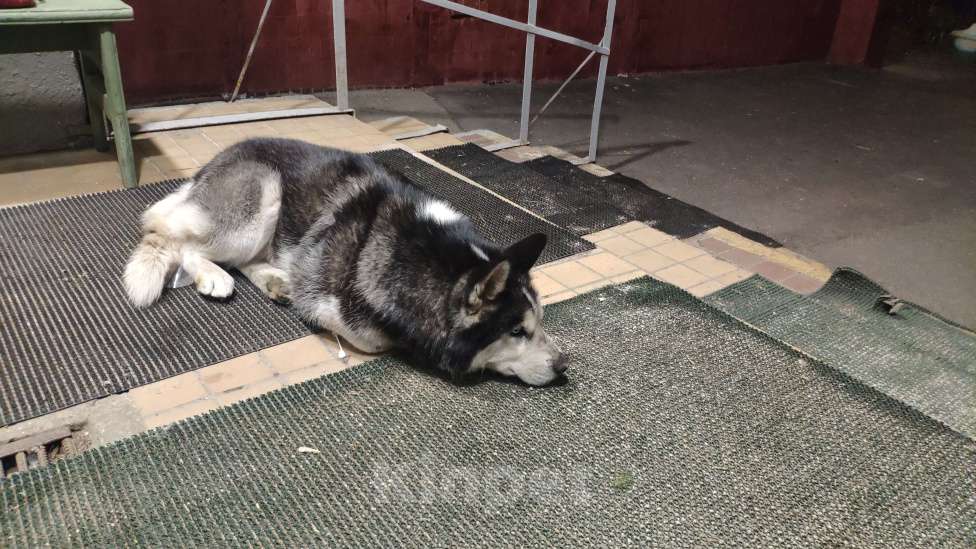 Собаки в Москве: Нашли хаски. Отрадное. Мальчик, 1 руб. - фото 6