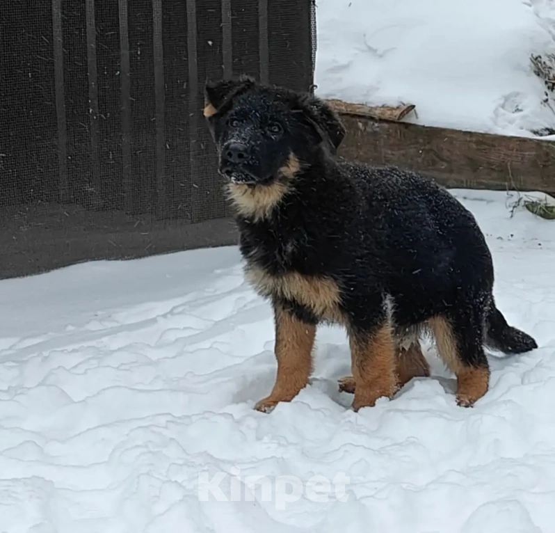 Собаки в Серове: Щенок немецкой овчарки Мальчик, Бесплатно - фото 6