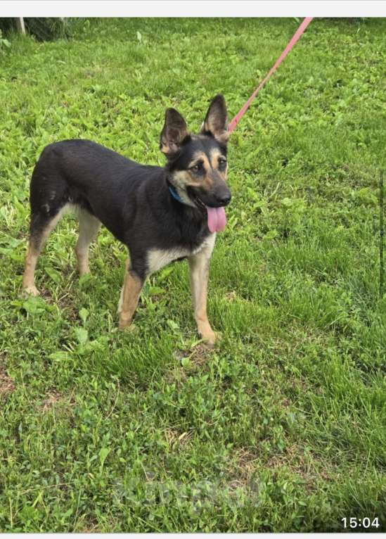 Собаки в Москве: Метис овчарки Девочка, Бесплатно - фото 2