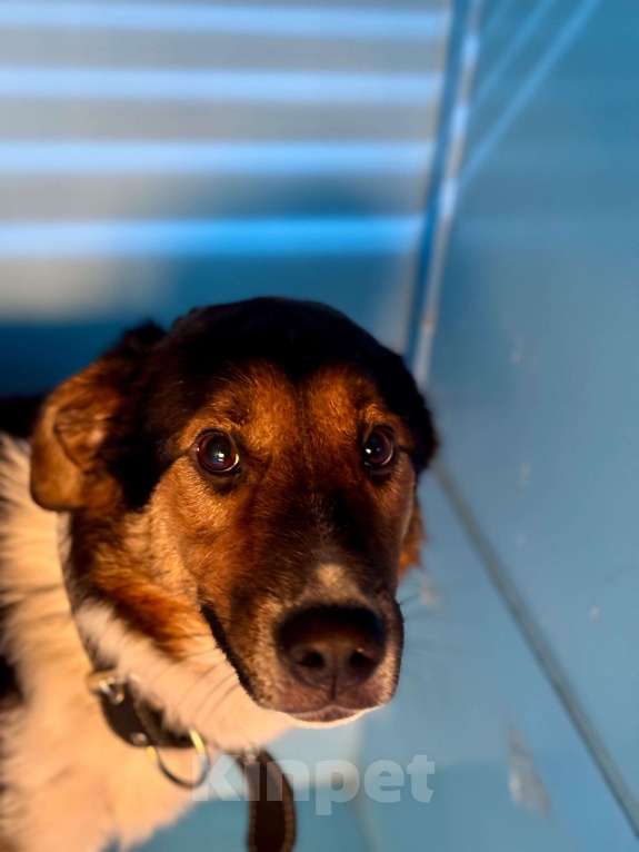 Собаки в Москве: Бывшедомашний. В приют через неделю Мальчик, Бесплатно - фото 3