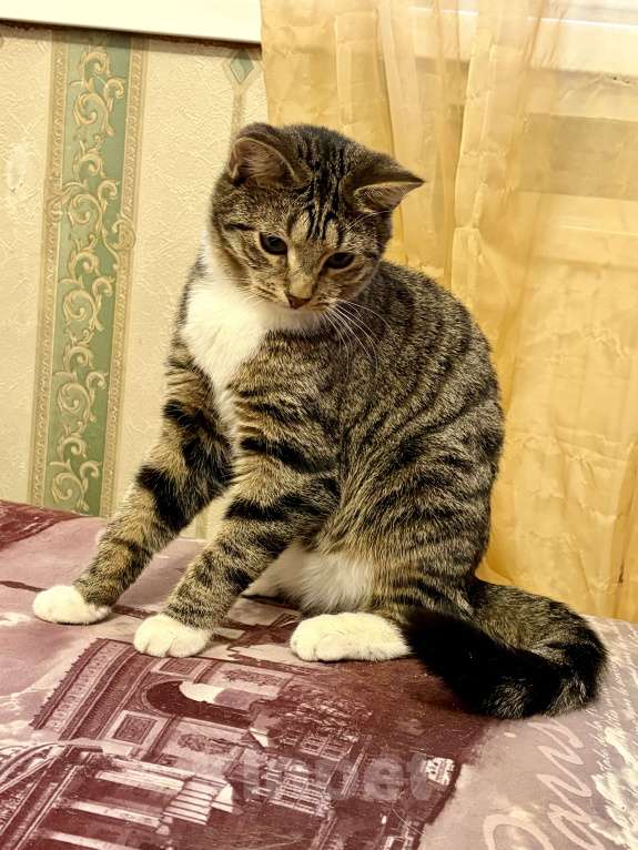 Кошки в Санкт-Петербурге: Котик полосатик подросток , стерилизован Мальчик, Бесплатно - фото 6