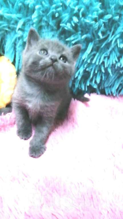 Кошки в Москве: Шотландские котята  Девочка, 8 000 руб. - фото 1