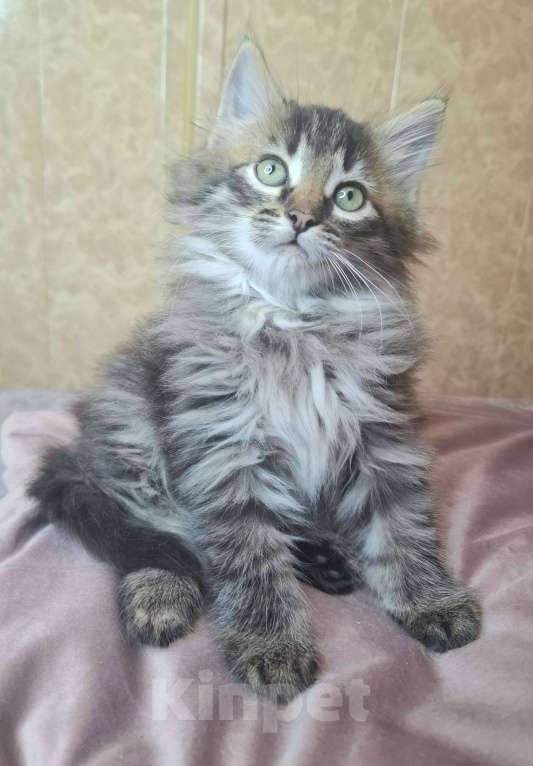 Кошки в Москве: Пушистый котенок в добрые руки  Мальчик, Бесплатно - фото 5