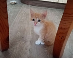 Кошки в Воронеже: Отважному котёнку нужен любящий хозяин Девочка, Бесплатно - фото 3