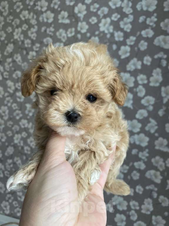 Собаки в Москве: Мальтипу девочка микро Девочка, 200 000 руб. - фото 3