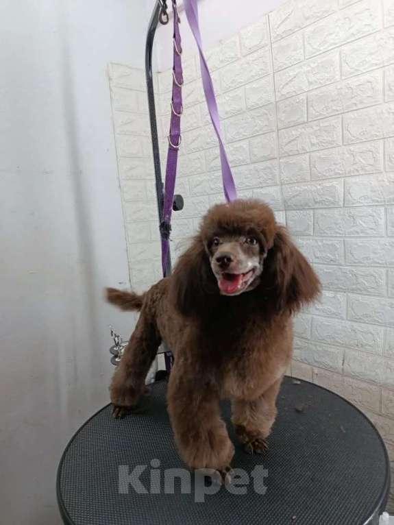 Собаки в Ставрополе: Шоколадный карликовый мальчик  Мальчик, 55 000 руб. - фото 2