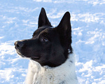 Собаки в Москве: Черно-белый рысак Энцо, 2 года.  Мальчик, Бесплатно - фото 1