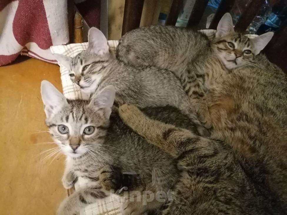 Кошки в Воронеже: котята в добрые руки Девочка, Бесплатно - фото 3