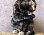 Кошки в Дмитрове: Бездомная кошечка Кира Девочка, Бесплатно - фото 7