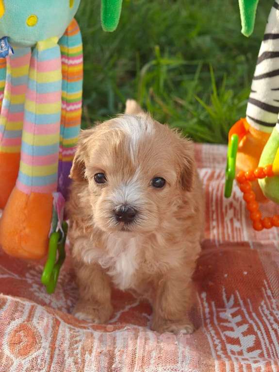 Собаки в Москве: Мальчик мелкий стандарт  Мальчик, 140 000 руб. - фото 4